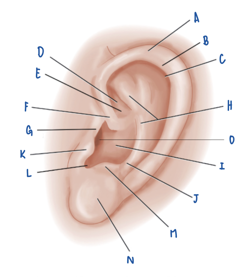 <p>Name the Part of the Pinna labeled J</p>