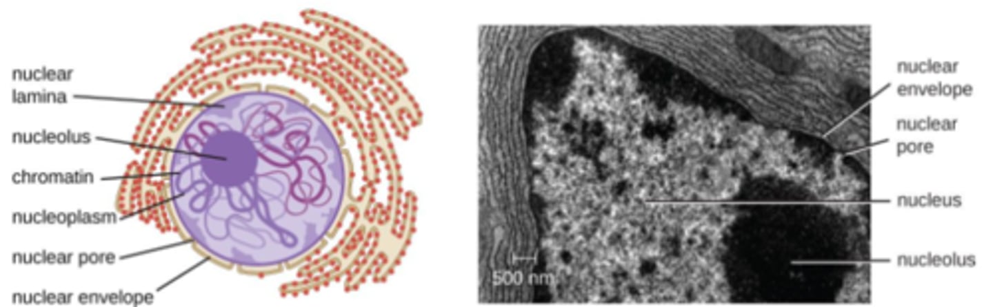 <p>a membrane-enclosed organelle that contains most of a eukaryotic cell's genetic material</p>