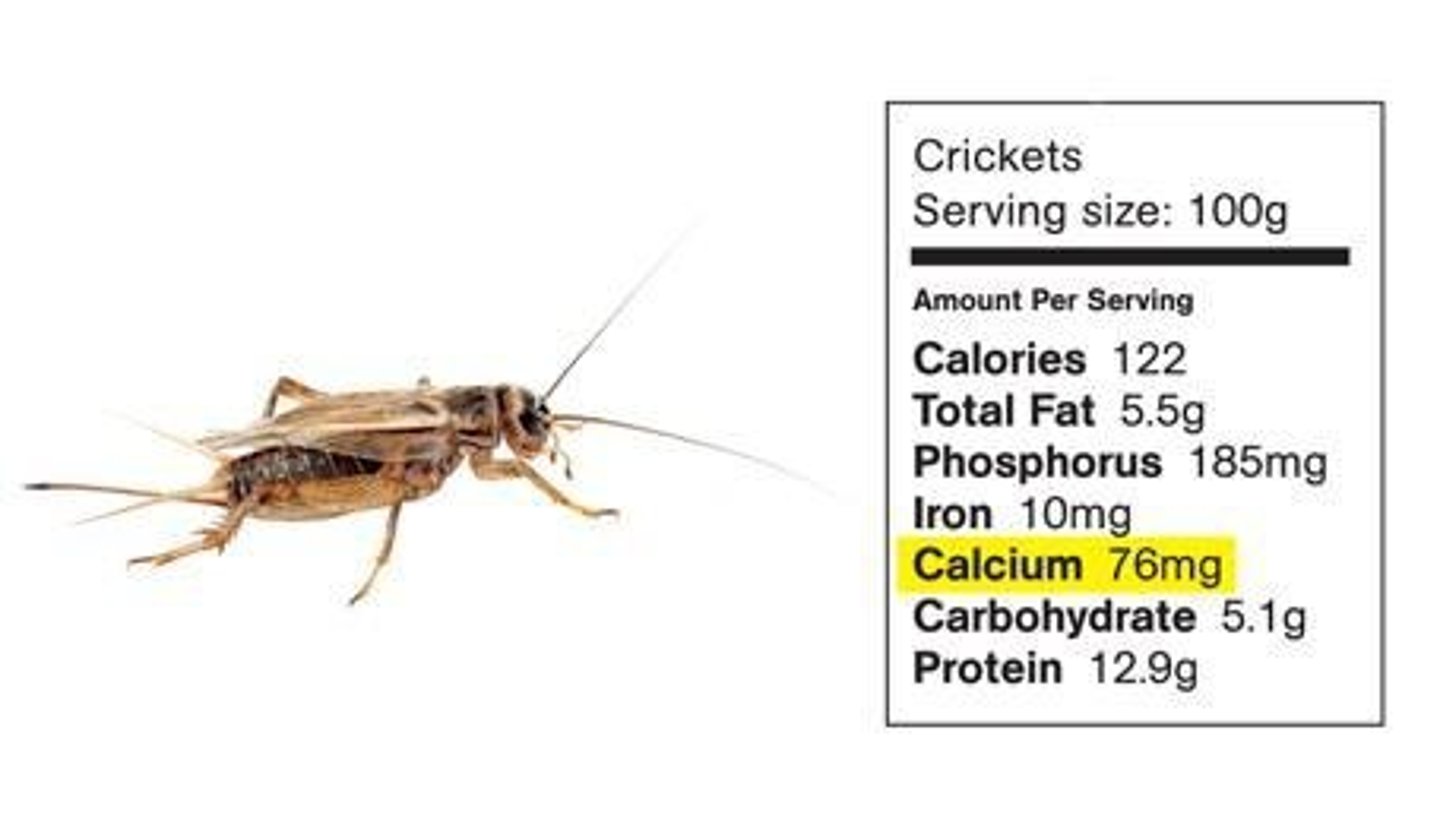 <p>President's Choice cricket powder, marketed as high in protein with a neutral flavor.</p>