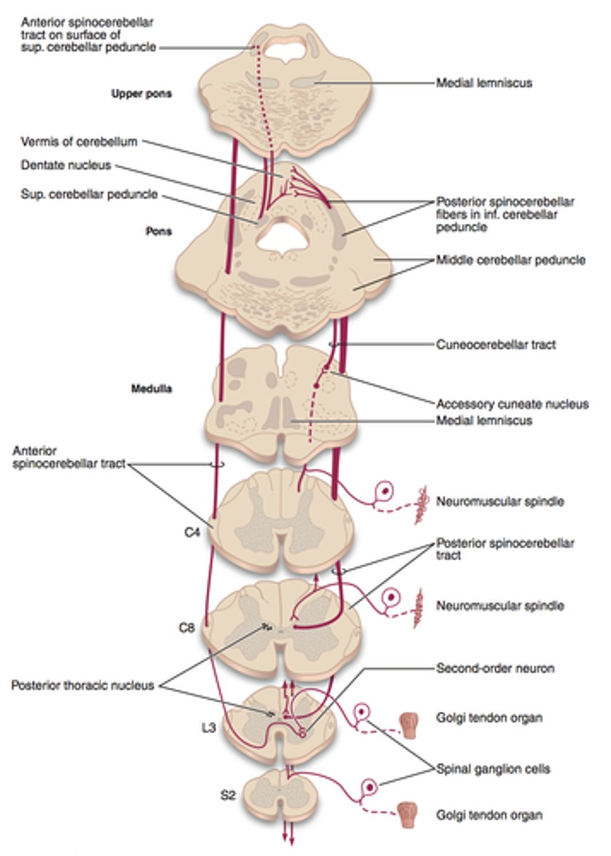 <p>somatosensory white matter tracts in the posterior/lateral spinal chord carrying information from spinal chord to the cerebellum; anterior &amp; lateral<br>- joint position, muscle fiber tension, balance/coordination<br>- axons synapse/cross immediately in spinal chord</p>