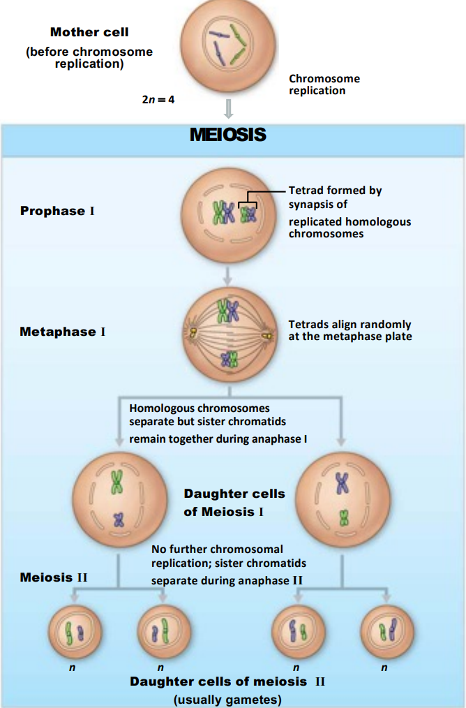 Meiosis.
