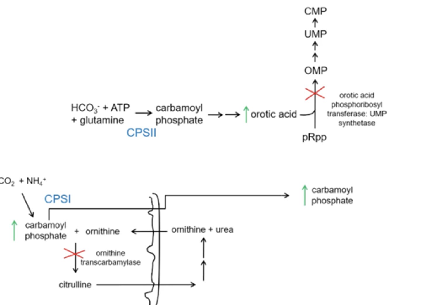 <p>Carbamoyl phosphate will build up with a OT deficiency and will spill out of the mitochondria and into the cytoplasm and elevates carbamoyl phosphate in the cytoplasm which results in spiked levels of orotic acid</p>