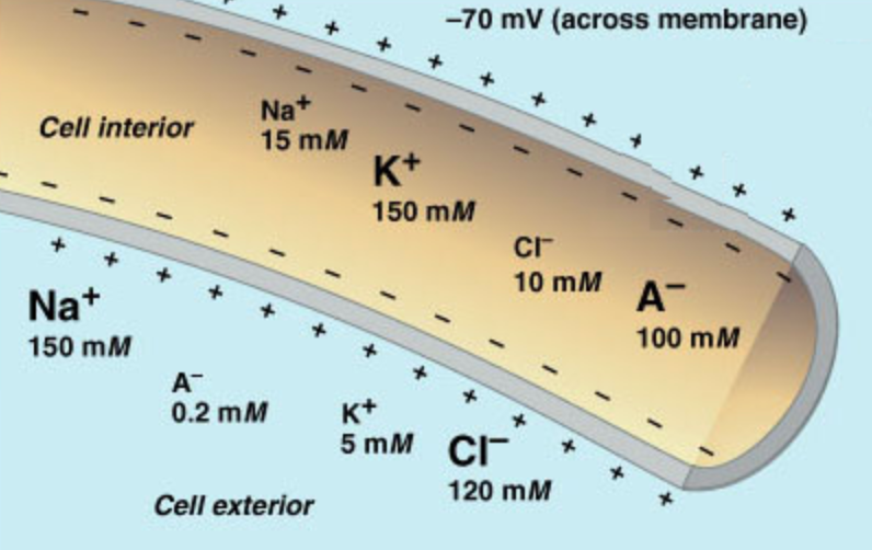 <p>-70 milliVolts (inside is <em>more negative</em> than outside of cell)</p>