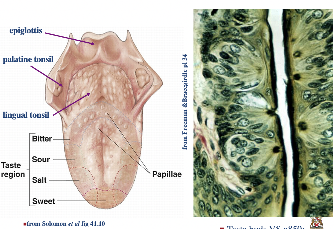 * This is sensed by small organs the **taste buds** of the **tongue**;

\
* In humans these number about $$3,000$$ and are located in tiny elevations of the tongue, the **lingual papilla**;

\
* **Taste buds** are composed of about 50 modified epithelial cells which are arranged around a **taste pore**;

\
* Taste buds are stimulated by chemicals in the food we eat and are therefore referred to as chemoreceptors

\
* Taste buds are also found on the roof of the oral cavity, the pharynx, and the larynx, but in smaller numbers


* Classically two types of cell are described from the taste bud (gustatory cells and darker sustentacular cells)

\
All the papillae except 1 contain taste receptors, this other one is involved in making ur tongue a bit rougher this helps us manipulate food in mouth, get traction

\
Taste receptors mostly in tongue but also a few in larynx and pharynx but muuuuuuuuuch less than tongue