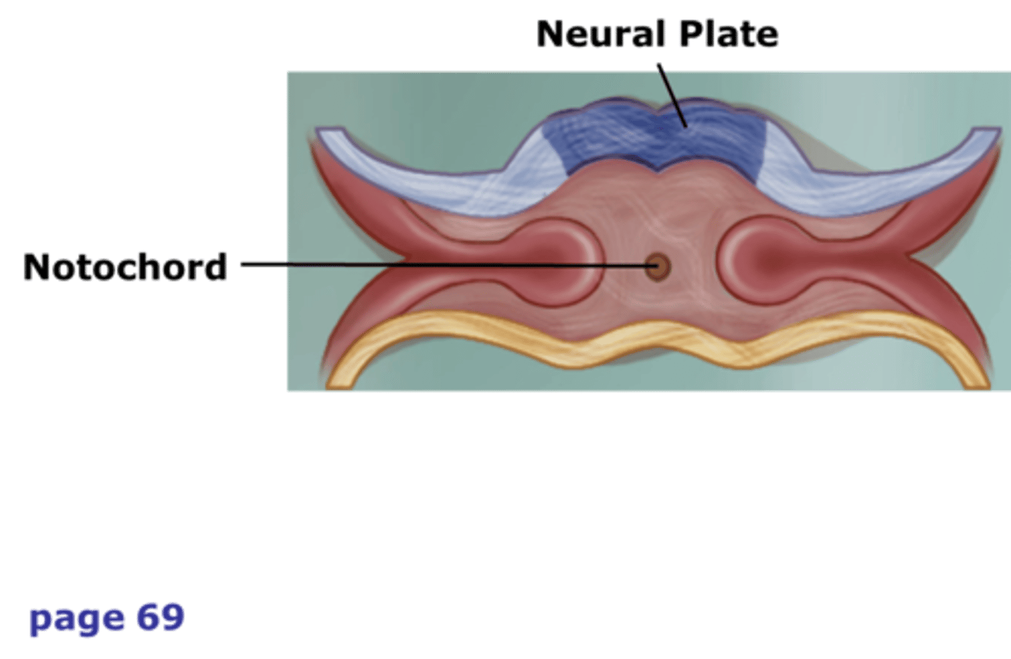 <p>A flexible rod that supports a chordate's back</p>