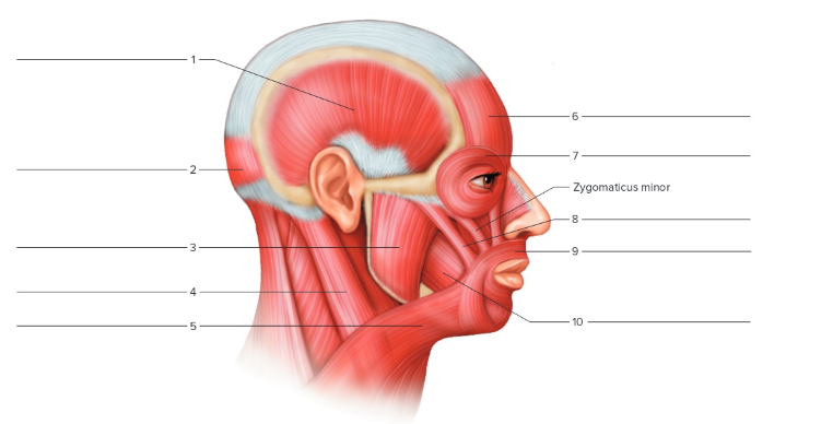 <p>Label the following: Muscle of Facial Expression</p>