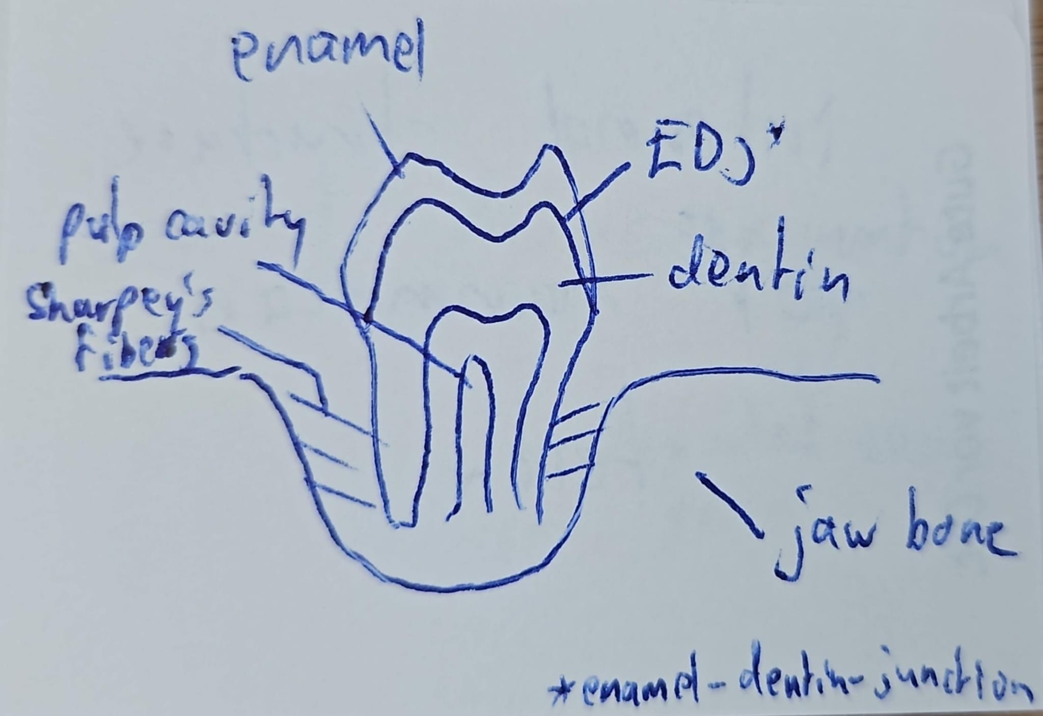 knowt flashcard image