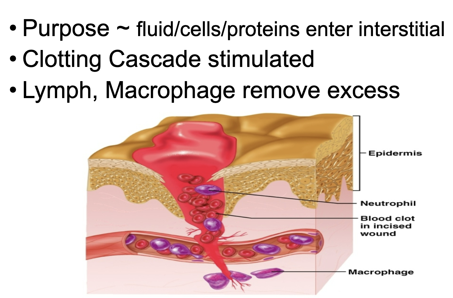<p>injured Macrophage &amp; Mast →chemicals</p>