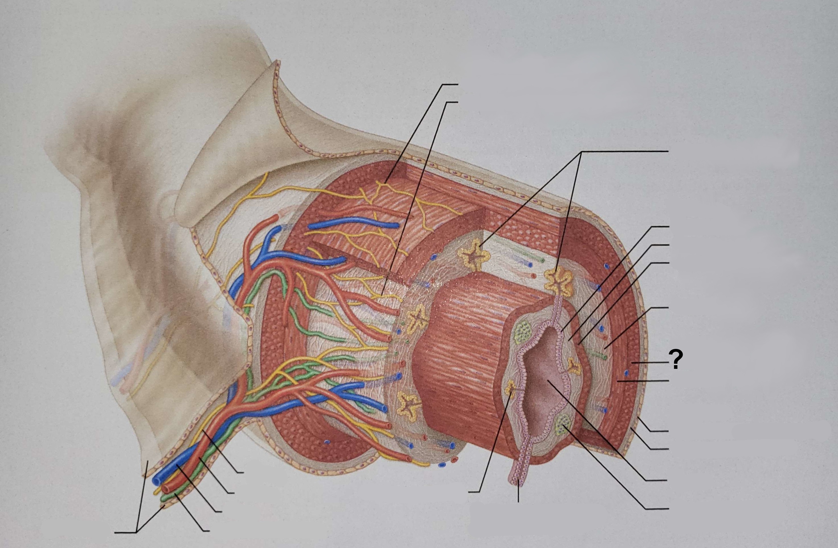 <p>Name the indicated structure.</p>