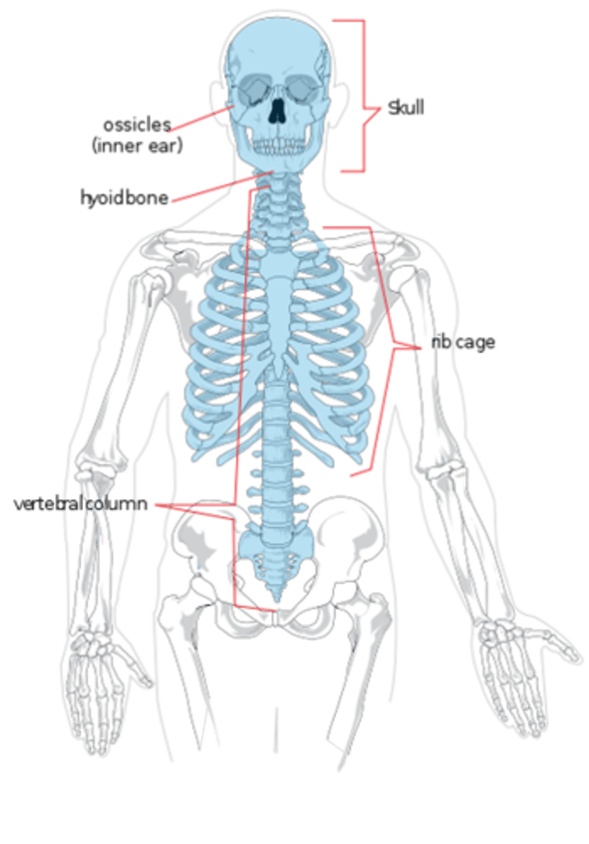 <p>Head, neck, and trunk</p><p>Forms the main vertical axis of the body</p>
