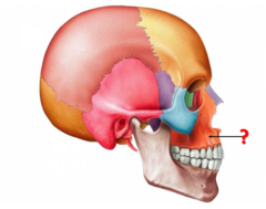 Identify this bone.