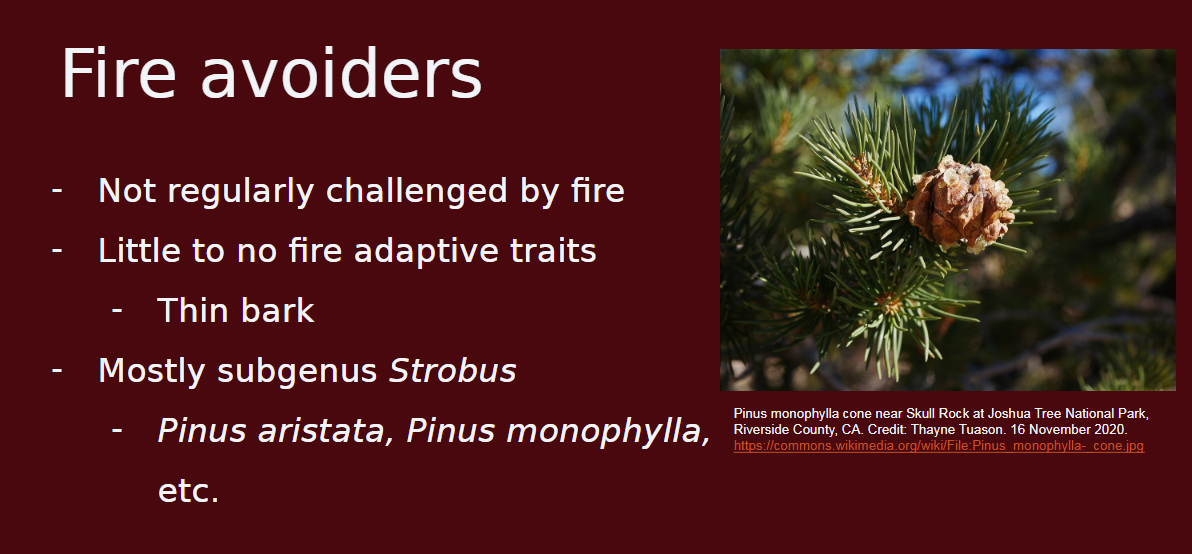 <p>-species not regularly challenged by fire</p><p>-little to no fire adapted traits + thin bark</p>