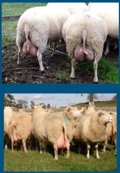 <ul><li><p>“New” industry </p></li><li><p>primarily East Friesian breed </p><ul><li><p>white </p></li><li><p>polled </p></li><li><p>rat tail </p></li><li><p>heat intolerant </p></li><li><p>highest milk production </p><ul><li><p>(400-500 lb/ewe/year over 180 day lactation) </p></li></ul></li></ul></li></ul>