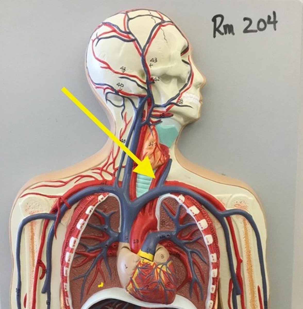 knowt flashcard image