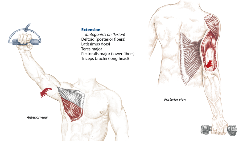 <p>Deltoid (posterior fibers), latissimus dorsi, teres major, pectoralis major (lower fibers), triceps brachii (long head)</p>