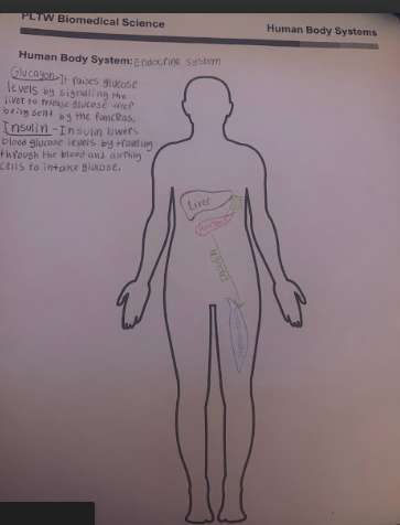 <p>Body system Organiser-What goes to the liver and what goes to skeletal muscle?</p>
