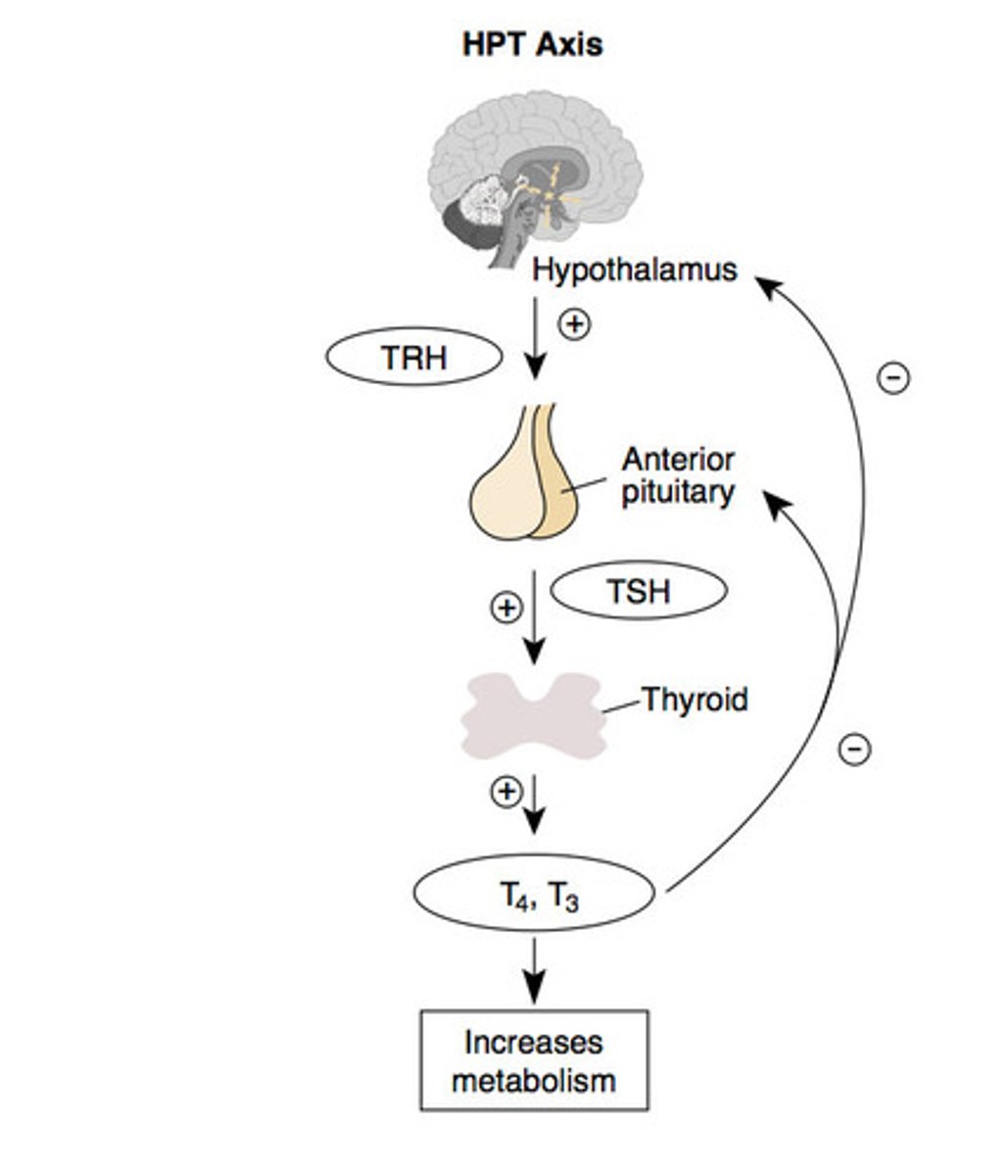 <p>Hypothalamus releases TRH -&gt; anterior pituitary is stimulated to release TSH -&gt; thyroid -&gt; thyroxine (T4) -&gt; T3 production -&gt; T4 and T3 have a negative feedback effect on the hypothalamus and pituitary.</p>