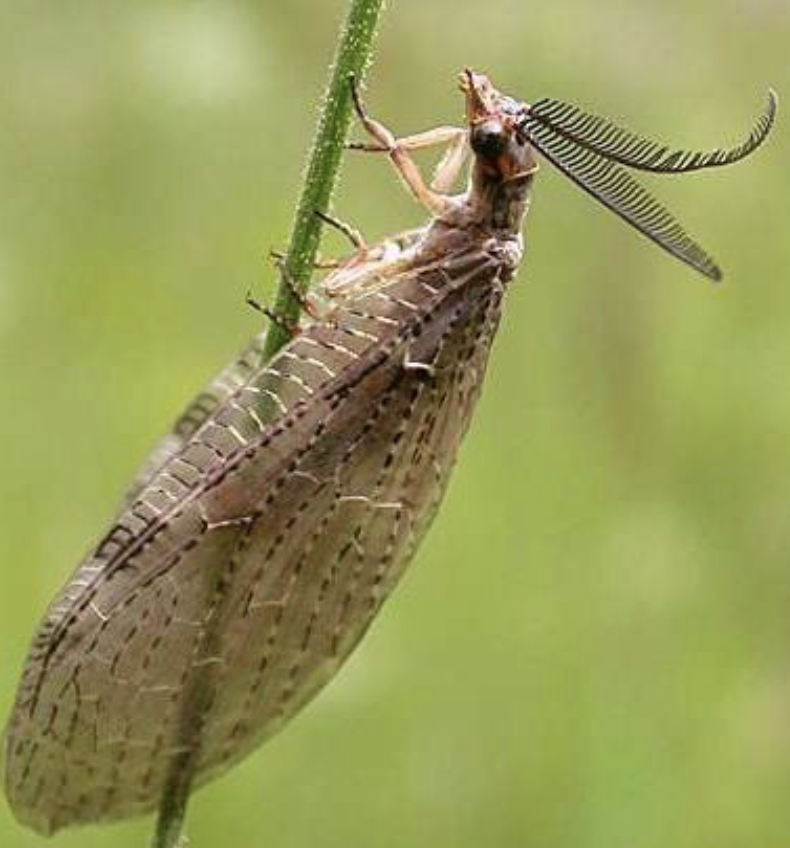 <p>Order, Family, Subfamily, Common ame</p>