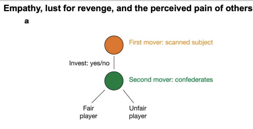 <p>singer / Raymond et al, 2006 </p><p>subjects played a game with a “stranger”</p><p>exchange money with osmoen you either know or dont know </p><p></p><p><span>the game: variation of the Prisoner’s dilemma. First player can trust a second player by sending his/her 10 starting points (transferred to money at the end of the game) to the other player</span><br><span>knowing that each point sent will be tripled. The second player (confederate) then reciprocates</span><br><span>by sending an amount between 0 and 10 points back, which is also tripled. </span></p><p><span>Fair players reciprocate large amounts,  unfair players reciprocate small amounts. </span></p><p><span>The first mover initially played with fair and unfair players outside the scanner and thus knew who was fair and who was unfair.</span><br><span>The first mover was then placed inside a scanner, and scanned when his own hands were painfully stimulated or when the hands of a fair player or of an unfair player were painfully stimulated. </span></p><p><span>findings</span></p><p><span>The activity in the anterior insula reflected the own person’s pain and differentially activated based on the ‘empathy’ they had with fair and unfair players. </span></p><p><span>men had more apathy for unfair player than women</span></p><p><br></p><img src="https://knowt-user-attachments.s3.amazonaws.com/f170a5ba-a358-4629-98ea-342fe24ede01.png" data-width="100%" data-align="center"><p>lust for revenge was als measured</p><p>ask the person in scanner asked - would you like player (fair or unfair) to get punished? how much revenge do you want?</p><p></p><p>results - the <span>nucleus accumbens increased in activation in men [who have more of a drive for revenge in the sample]) </span>if player was punished</p><p></p><p><span>nucleus accumbens - a reward centre - (processes rewards and pleasurable stimuli and releases dopamine which makes us feel good - sent need to know bracket bit)</span></p><p></p><p><span>infer that we get pleasure/ joy from watching unfair player get punished - this effect and desire for revenge was stronger in men than in women </span></p><p></p><p><span>where is</span> nucleus accumbens (n.acc) located in the brain?</p><p>(basal forebrain) - dont need to know</p><p></p><img src="https://knowt-user-attachments.s3.amazonaws.com/8afa80a0-0106-4aaf-b877-c2e785747810.png" data-width="100%" data-align="center"><p>brain activation of n.acc correlates positivey with desire for revenge according to questionnaire<br></p>