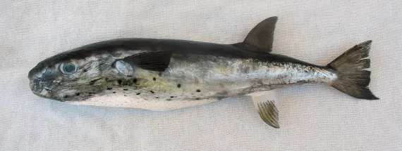 <p>inflatable fish with tough scale-less skin</p><p>dark top coloration and light lower</p><p></p>