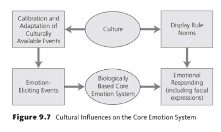 <p>Culture regulates emotional displays and behaviors after emotions are triggered. </p><ul><li><p>There are cultural norms called <strong>cultural display rules</strong> that regulate how individuals from different cultures express (or fail to express) their emotions in different situations. </p></li></ul><p></p>