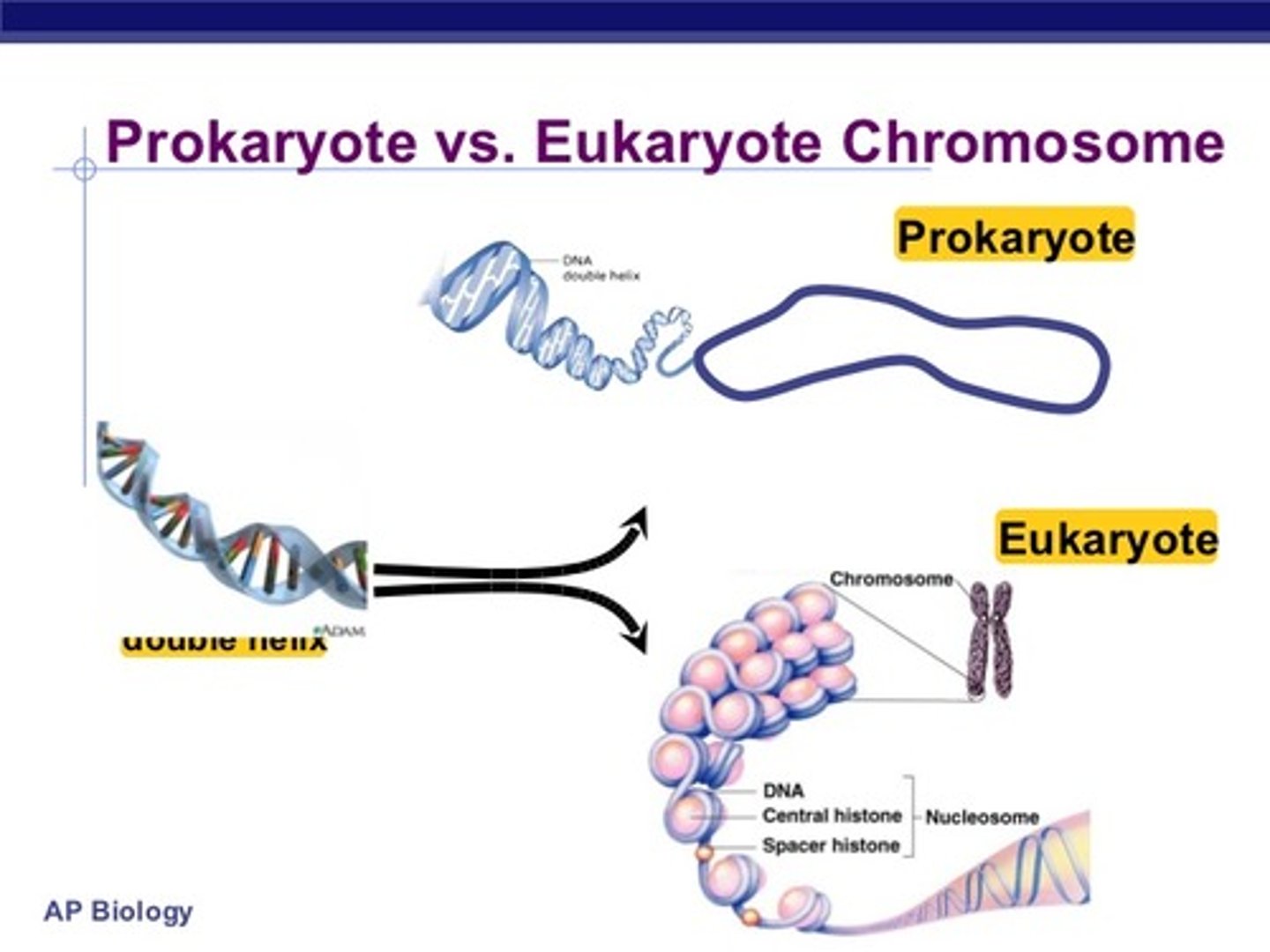 <p>(C) Both contain multiple chromosomes with DNA.</p><p>Archaea actually have a singular, circular chromosome.</p>