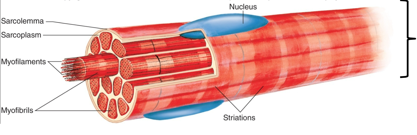 
1. Sarcoplasmic Reticulum 

   
   1. Sarco = of the muscle 
2. AKA S.R. 

   
   1. Ca2+
