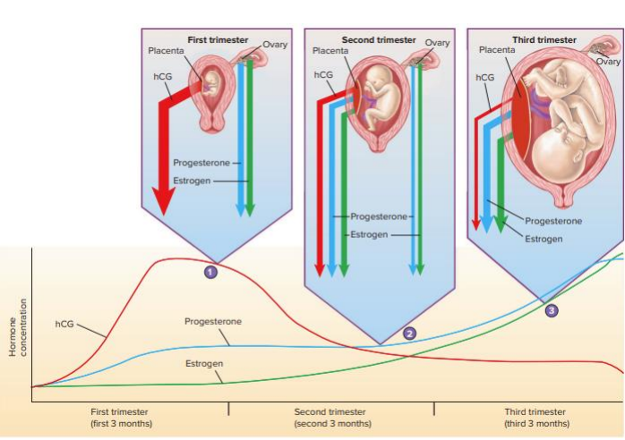<p>- if fertilisation occurs and pregnancy is maintained human chorionic gonadotropin (hCG) and estrogen and progesterone levels remain high</p><p>- placenta releases hCG</p><p>- high levels of these prevent release of LH and FSH (preventing follicle development) because it doesnt need another follicle</p>