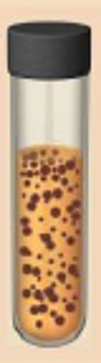 <p>grow in oxygen while retaining a fermentation-based metabolism</p><p>- presence of oxygen does not change growth rate</p>
