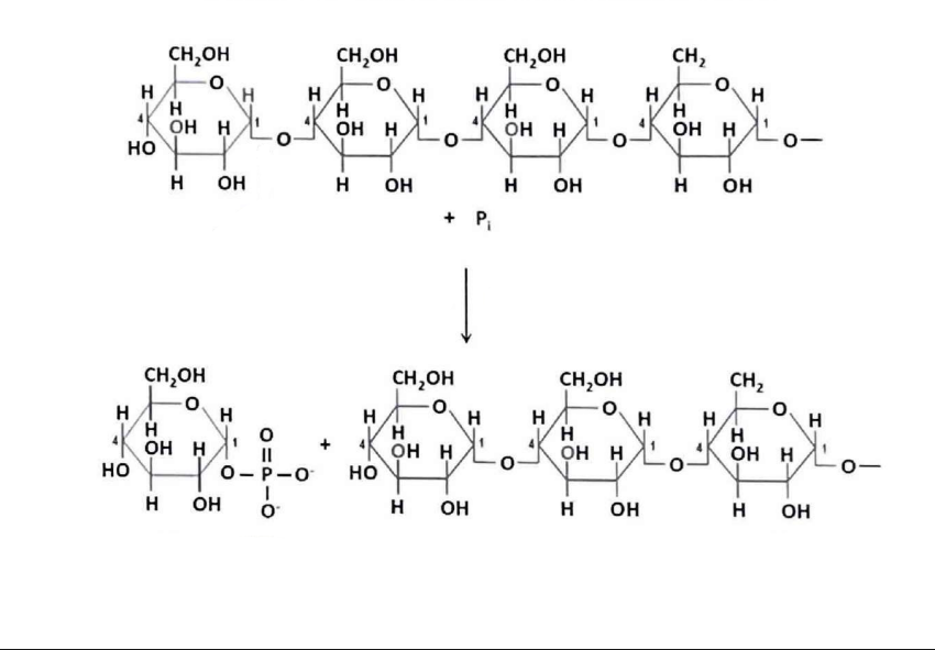 <p>reakcja może być katalizowana przez:</p>