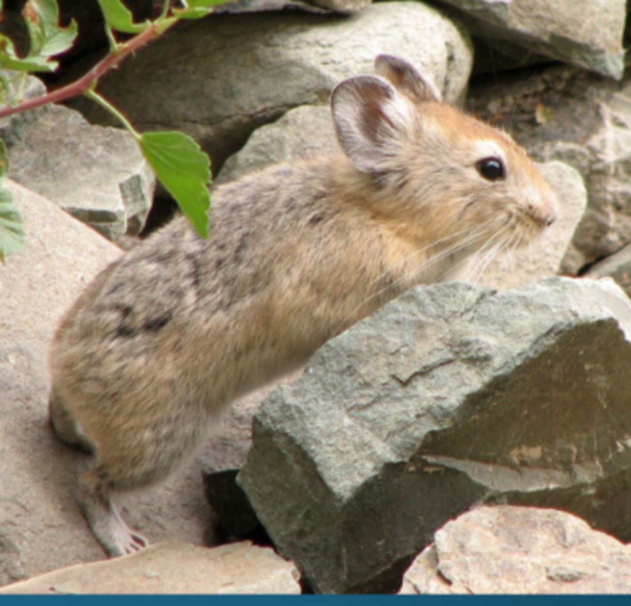 <p>What kind of lagomorph is this?</p>