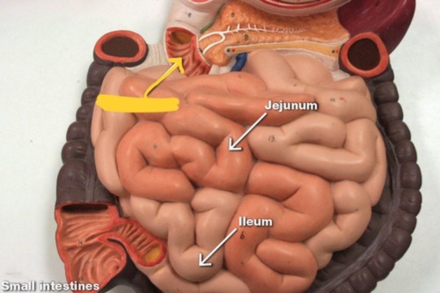 knowt flashcard image