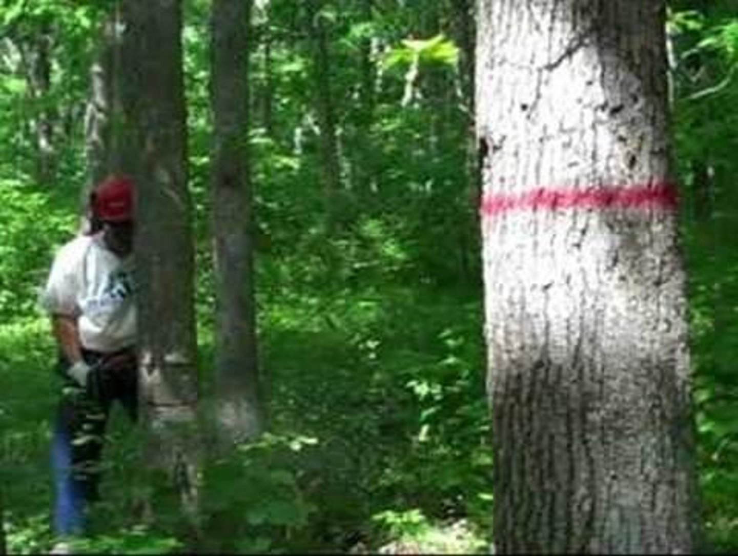 <p>Cutting down trees for harvesting.</p>
