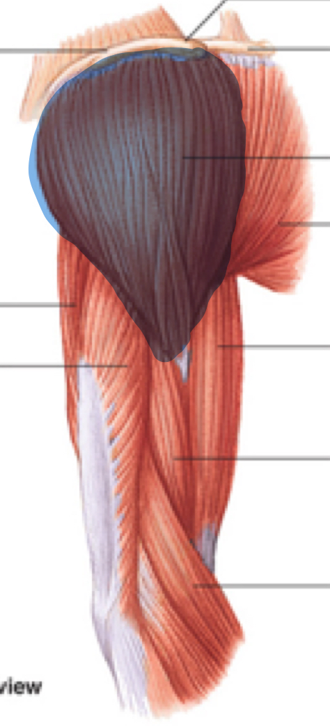 <p>Name, origin, insertion, innervation</p>