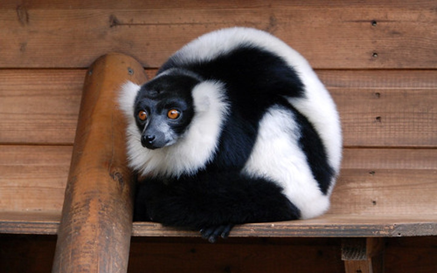<p>CITES Appendix I</p><p>(suborder prosimians)- Ruffed Lemur</p>