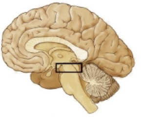 <p>which region is outlined in the figure?</p>