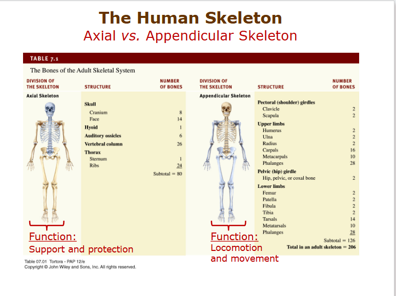 <ul><li><p class="ds-markdown-paragraph"><strong><span>Pectoral (Shoulder) Girdle:</span></strong> <strong><span>Clavicle and scapula</span></strong><span>. Connects the arms to the axial skeleton.</span></p></li><li><p class="ds-markdown-paragraph"><strong><span>Pelvic Girdle:</span></strong> <strong><span>Fused hip bones (ilium, ischium, pubis)</span></strong><span>. Connects the legs to the axial skeleton.</span></p></li><li><p class="ds-markdown-paragraph"><strong><span>Function:</span></strong><span> Girdles provide stability and a point of attachment for the limbs.</span></p></li></ul><p></p>