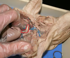 <p>What is the arrow pointing to? What’s it function? </p>