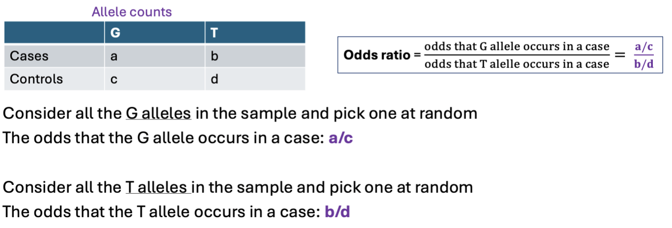 <ul><li><p>Measure of effect size.</p></li><li><p>OR = 1, no disease association.</p></li><li><p>OR &gt; 1, allele C increases risk of disease.</p></li><li><p>OR &lt; 1, allele C decreases the risk of disease.</p></li></ul><p></p>