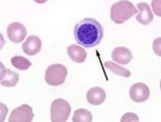 <p>Identify the cell.</p>
