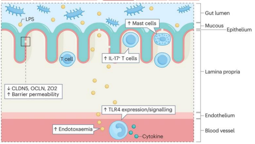 <p>increase IL-17 + T cells</p><p>LPS enters blood to activate inflammation</p>