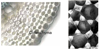 <p>Just below epidermis; uneven thinkened walls; very flexable so has high matrix and low cellulose</p>