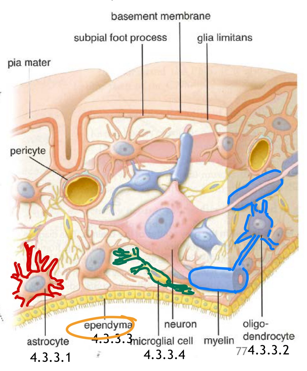 <ul><li><p>astrocytes </p></li><li><p>Oligodendrocytes </p></li><li><p>Cellules épendymaires </p></li><li><p>Cellule de la microglie </p></li></ul>