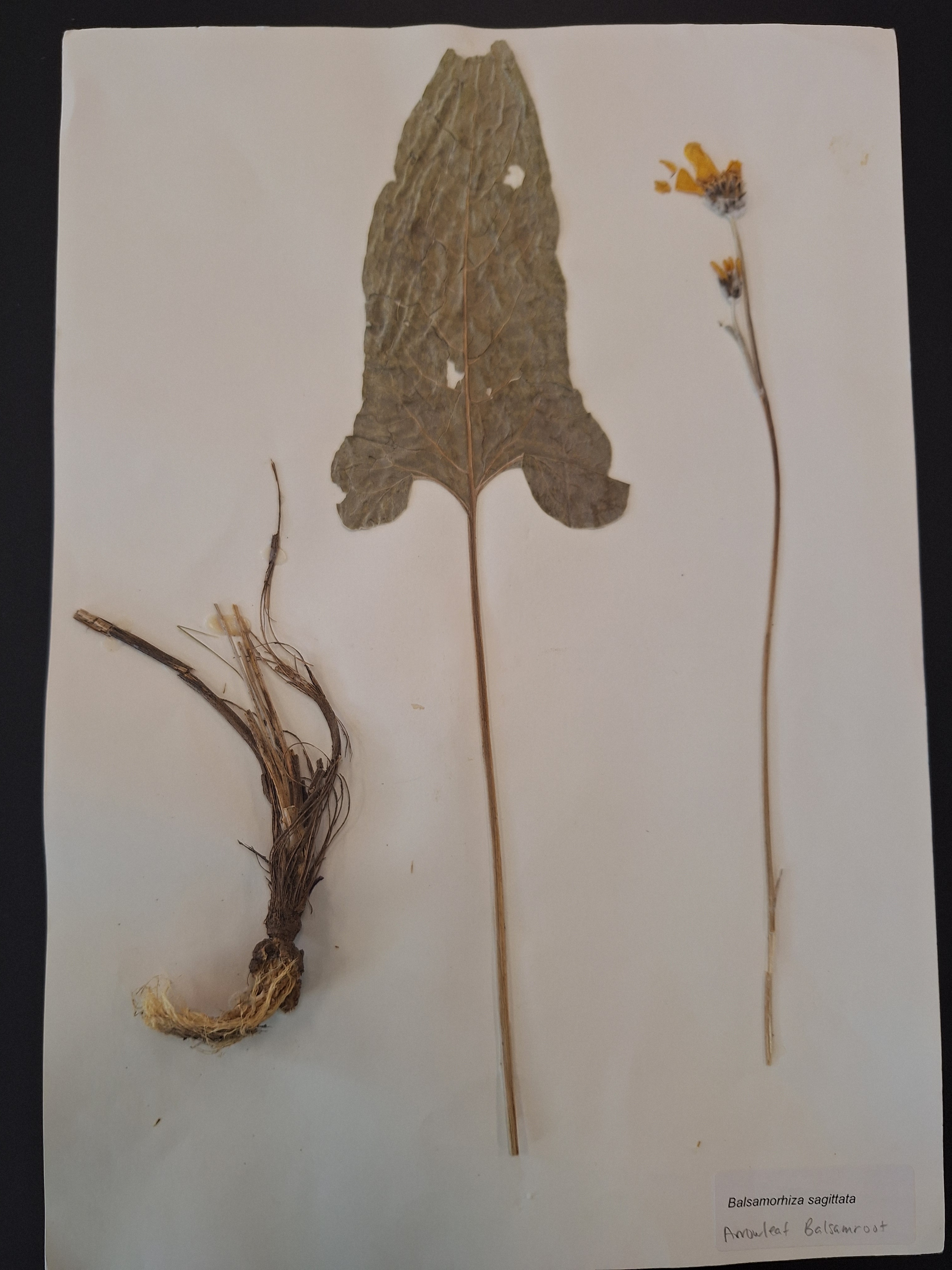 <p>What is this plant</p>