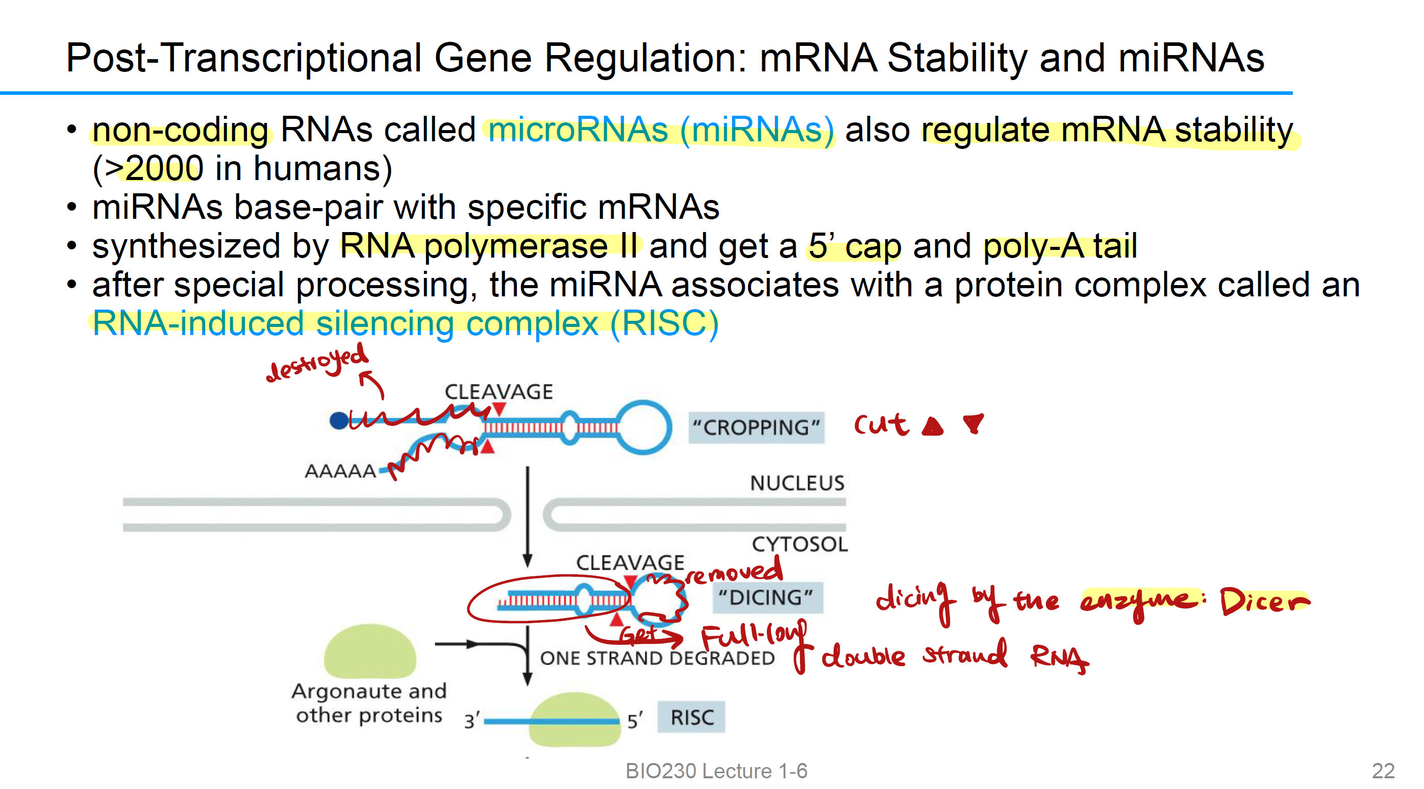 <p>which also called 非编码区 RNAs(non coding), also regulate mRNA 稳定性(&gt;2000 in humans)</p>