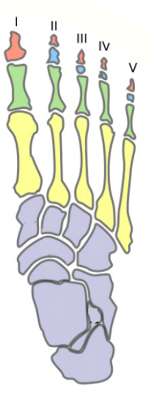 <p><span>quel est cette partie?</span>(rouge)Phalanges du pied</p>