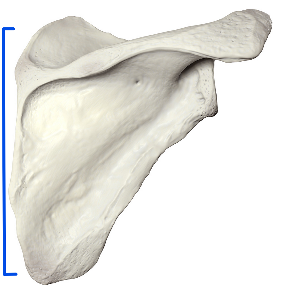 <p>Most medial edge of the scapula</p>