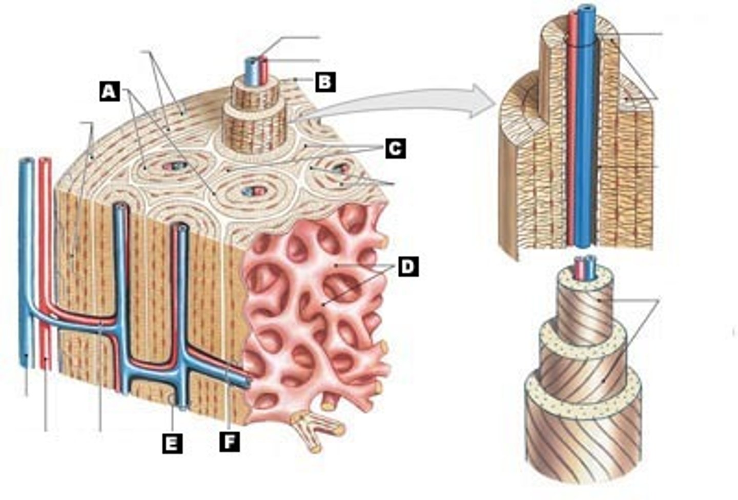 <p>D</p>