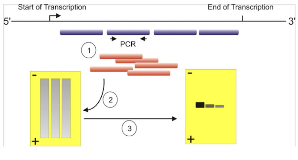 <p>1. <strong>Extraction of RNA:</strong> Isolate total RNA from a sample.</p><ol start="2"><li><p><strong>Electrophoresis:</strong> Separate RNA fragments by size using gel electrophoresis (e.g., agarose gel).</p></li><li><p><strong>Transfer (Blotting):</strong> Transfer the separated RNA from the gel to a solid support membrane<strong> (e.g., nylon membrane)</strong>.</p></li><li><p><strong>Hybridization:</strong> <strong>Incubate the membrane with a labeled probe</strong> (DNA or RNA, typically radiolabeled) <span style="color: green;"><strong><span>that is complementary to the target RNA sequence.</span></strong></span></p></li><li><p><strong>Washing:</strong> Remove unbound probes.</p></li><li><p><strong>Detection:</strong> Detect the hybridized probe<strong> (e.g., autoradiography) </strong>to visualize the target RNA bands.</p></li></ol><p></p>
