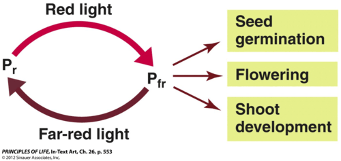 <p>Far red light is high in the shade. Red light is high in the sunlight. Phytochromes can change shape based on which version of red light they are perceiving. <br><br>Whenever a plant is in the shade, phytochromes are in the Pr state (inactive) which doesn't give the plant a sign to flower/germinate. As the plant gets exposed to sunlight, the phytochromes switch to the active form, which is Pfr. This signals to the plant that flowering is able to take place.</p>